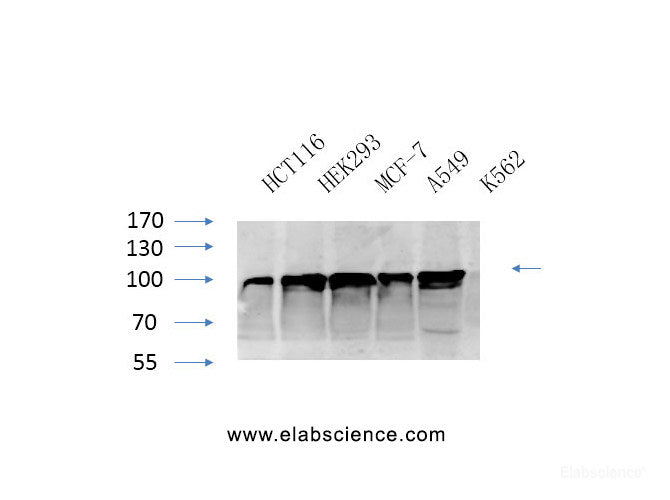 Western Blot analysis of various cells using CANX Polyclonal Antibody at dilution of 1:1000.