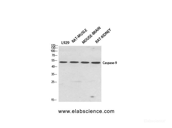 Western Blot analysis of various cells using CASP9 Polyclonal Antibody at dilution of 1:500.