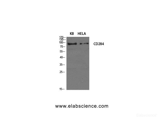 Western Blot analysis of KB, Hela cells using CD284 Polyclonal Antibody at dilution of 1:1000.