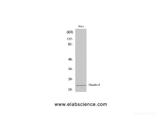 Western Blot analysis of Hela cells using Claudin 4 Polyclonal Antibody at dilution of 1:2000.
