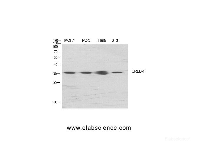 Western Blot analysis of various cells using CREB1 Polyclonal Antibody at dilution of 1:1000.