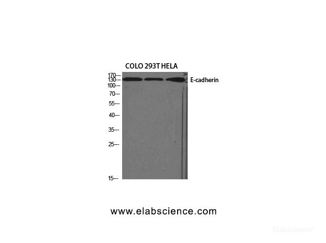Western Blot analysis of various cells using E-cadherin Polyclonal Antibody at dilution of 1:1000.