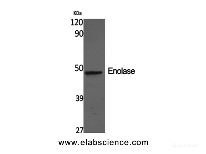 Western Blot analysis of SH-SY5Y cells using ENO2 Polyclonal Antibody at dilution of 1:2000.