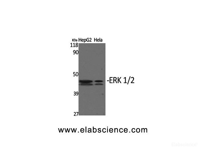 Western Blot analysis of HepG2, Hela cells using ERK 1/2 Polyclonal Antibody at dilution of 1:1000.