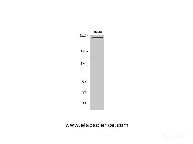 Western Blot analysis of HuvEc cells using FLNA Polyclonal Antibody at dilution of 1:2000.