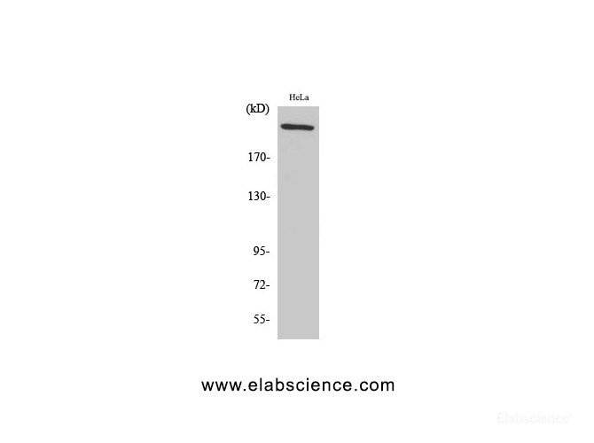 Western Blot analysis of Hela cells using FN1 Polyclonal Antibody at dilution of 1:2000.