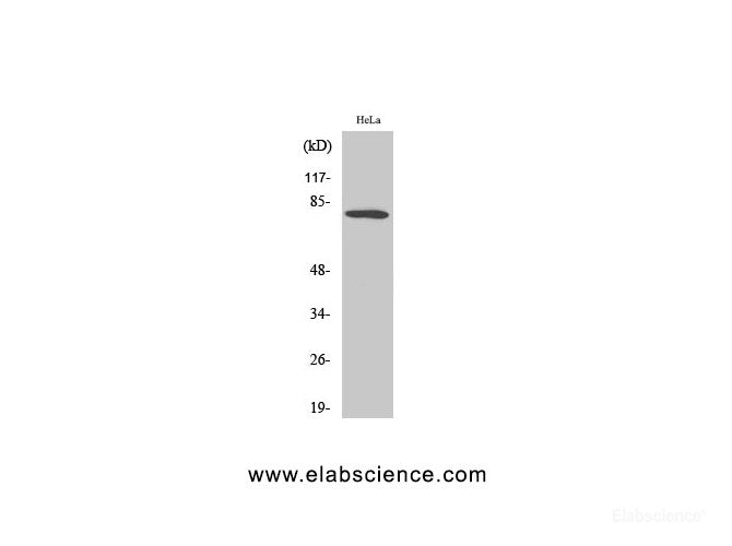 Western Blot analysis of Hela cells using FoxO1 Polyclonal Antibody at dilution of 1:500.