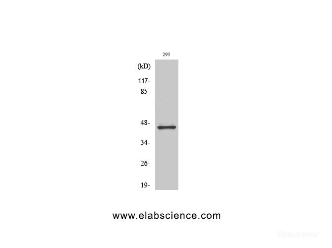 Western Blot analysis of HT-29 cells using GSK3 beta Polyclonal Antibody at dilution of 1:2000.