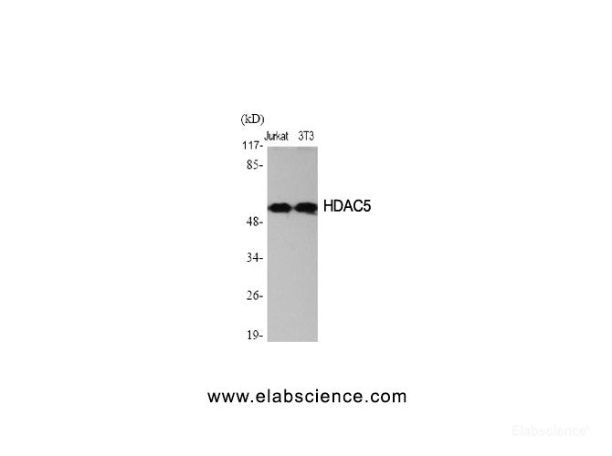 Western Blot analysis of Jurkat, 3T3 cells using HDAC2 Polyclonal Antibody at dilution of 1:2000.