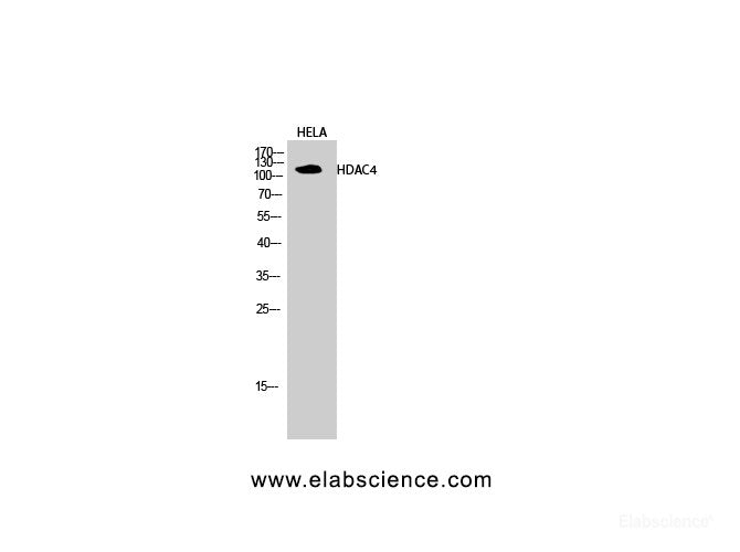 Western Blot analysis of Hela cells using HDAC4 Polyclonal Antibody at dilution of 1:2000.