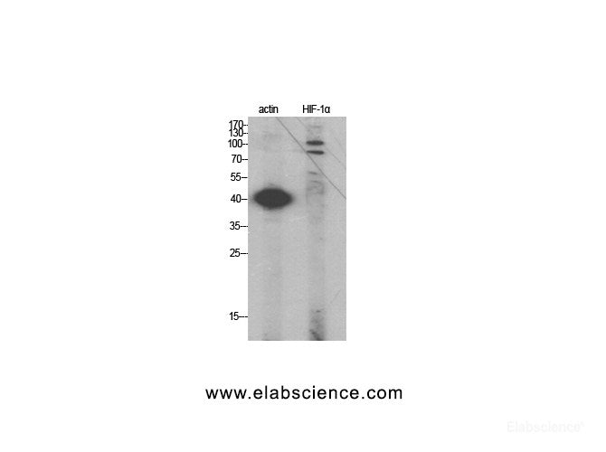 Western Blot analysis of HeLa cells using HIF1 alpha Polyclonal Antibody at dilution of 1:2000.