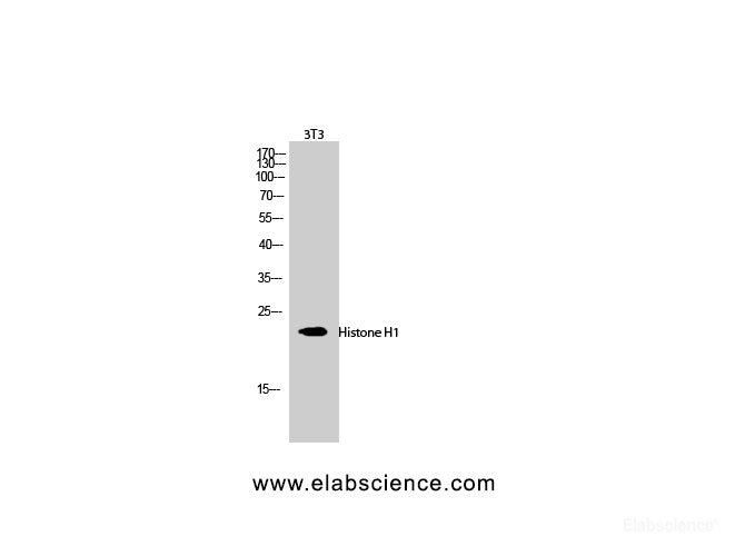 Western Blot analysis of 3T3 cells using Histone H1 Polyclonal Antibody at dilution of 1:1000.