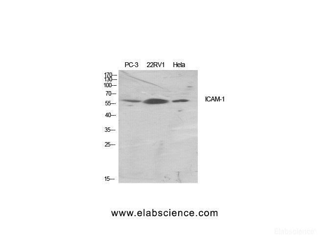 Western Blot analysis of various cells using CD54 Polyclonal Antibody at dilution of 1:500.