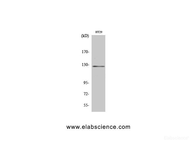 Western Blot analysis of HT-29 cells using JAK2 Polyclonal Antibody at dilution of 1:2000.