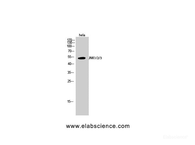 Western Blot analysis of Hela cells using JNK1/2/3 Polyclonal Antibody at dilution of 1:1000.