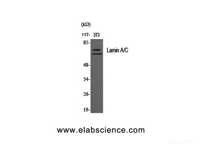 Western Blot analysis of 3T3 cells using LMNA Polyclonal Antibody at dilution of 1:2000.