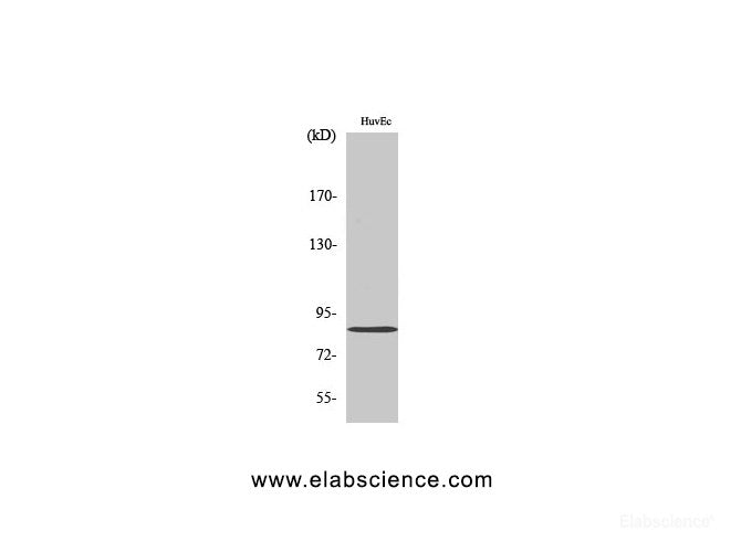 Western Blot analysis of HuvEc cells using Mfn2 Polyclonal Antibody at dilution of 1:1000.