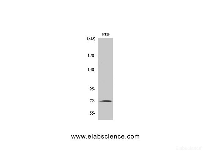 Western Blot analysis of HT-29 cells using MMP2 Polyclonal Antibody at dilution of 1:1000.