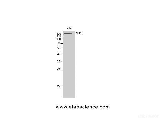Western Blot analysis of 3T3 cells using ABCC2 Polyclonal Antibody at dilution of 1:1000.