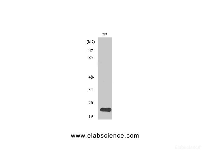 Western Blot analysis of 293T cells using N/H/K-Ras Polyclonal Antibody at dilution of 1:1000.
