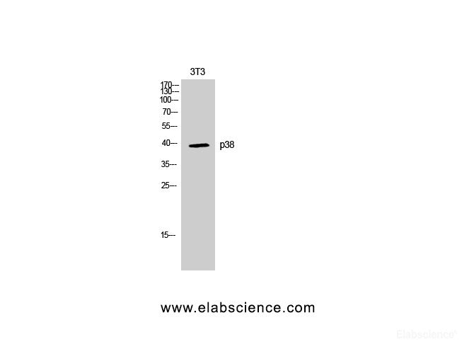 Western Blot analysis of NIH-3T3 cells with p38 Polyclonal Antibody.