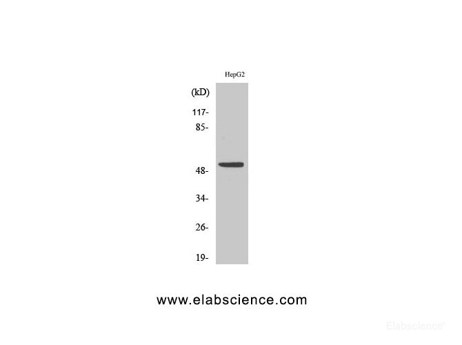Western Blot analysis of HepG2 cells using p53 Polyclonal Antibody at dilution of 1:1000.