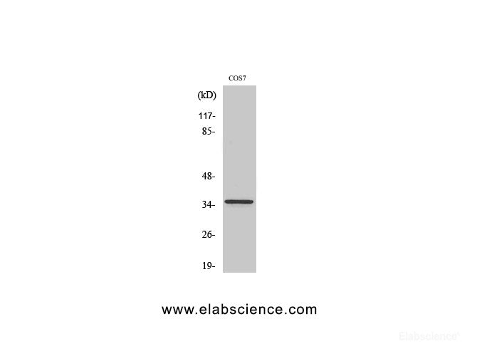 Western Blot analysis of COS-7 cells using Proliferating Cell Nuclear Antigen Polyclonal Antibody at dilution of 1:2000.