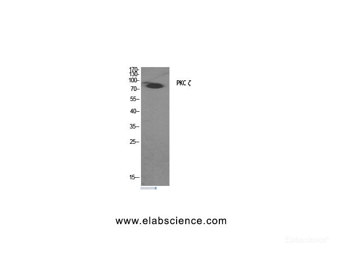 Western Blot analysis of COS7 cells treated with PMA (125ng/ml, 30mins) minus immunising peptide using PKC zeta Polyclonal Antibody at dilution of 1:2000.