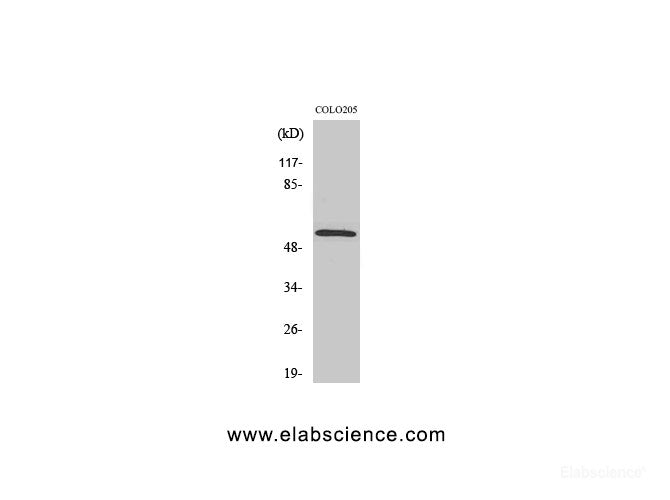 Western Blot analysis of COLO205 cells with Smad2 Polyclonal Antibody.