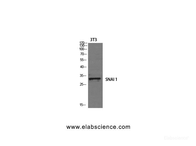 Western Blot analysis of 3T3 cells using SNAI1 Polyclonal Antibody at dilution of 1:1000.