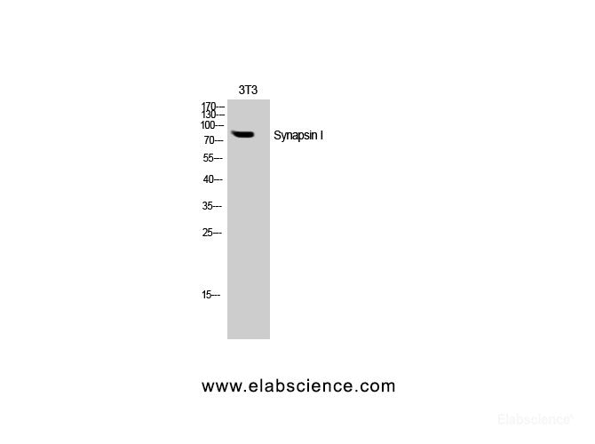 Western Blot analysis of NIH-3T3 cells with SYN1 Polyclonal Antibody