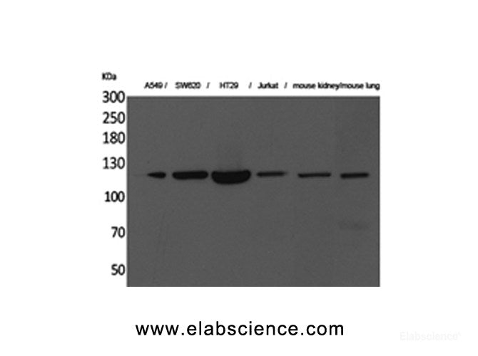 Western Blot analysis of A549, SW620, HT29, Jurkat, Mouse kidney, Mouse lung with CD133 Polyclonal Antibody.