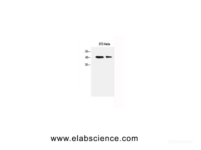 Western Blot analysis of 3T3, Hela cells using α-SMA Polyclonal Antibody at dilution of 1:1500.