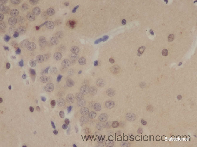 Immunohistochemistry of paraffin-embedded Rat brain using SOX-2 Polyclonal Antibody at dilution of 1:50