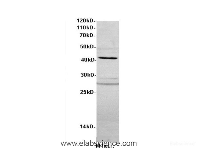 Western Blot analysis of Mouse heart using ACTA2 Polyclonal Antibody at dilution of 1:600