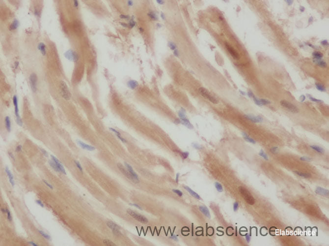 Immunohistochemistry of paraffin-embedded Rat heart using ENO3 Polyclonal Antibody at dilution of 1:50