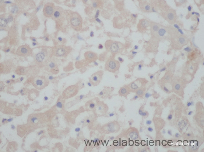 Immunohistochemistry of paraffin-embedded Mouse liver using BGLAP Polyclonal Antibody at dilution of 1:50.