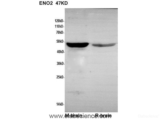 Western Blot analysis of Mouse liver and Rat liver using ENO2 Polyclonal Antibody at dilution of 1:600