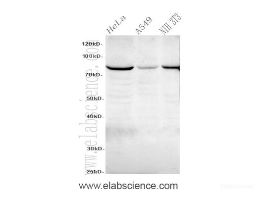 Western Blot analysis of HeLa, A549 and NIH3T3 cells using STAT3 Polyclonal Antibody at dilution of 1:600