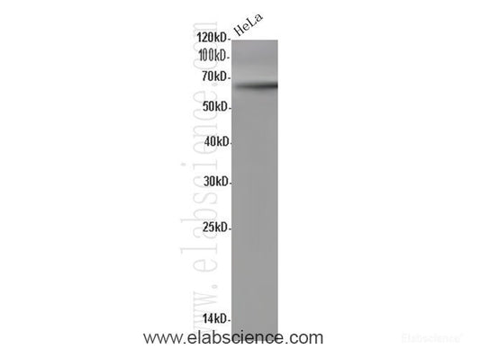 Western Blot analysis of HeLa cells using CDC40 Polyclonal Antibody at dilution of 1:600