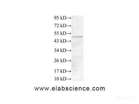 Western Blot analysis of HeLa cells using IRF3 Polyclonal Antibody at dilution of 1:600