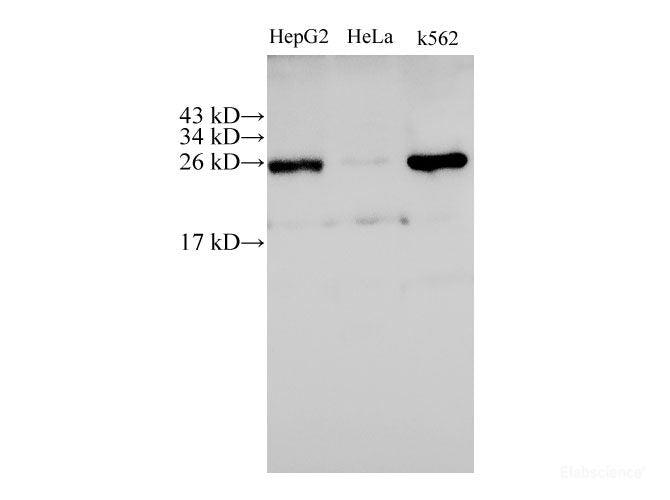 Western Blot analysis of HepG2, Hela and K562 cells using C21orf33 Polyclonal Antibody at dilution of 1:500