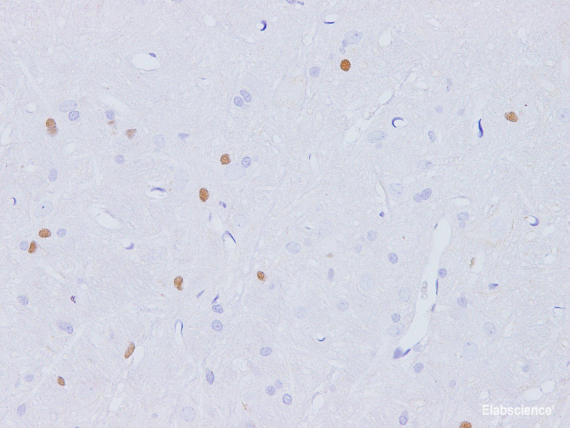 Immunohistochemistry of paraffin-embedded Rat brain using Fgf2 Polyclonal Antibody at dilution of 1:100