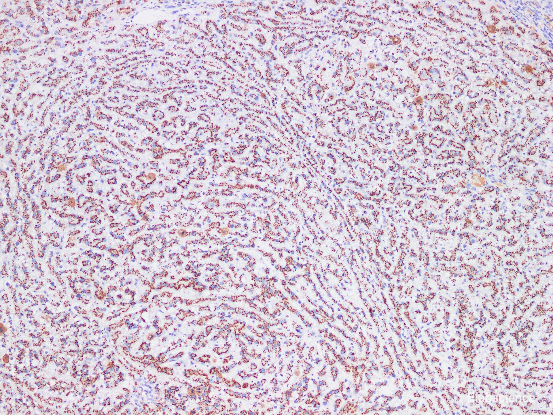 Immunohistochemistry of paraffin-embedded Rat liver using CD75 Polyclonl Antibody at dilution of 1:200(100×).