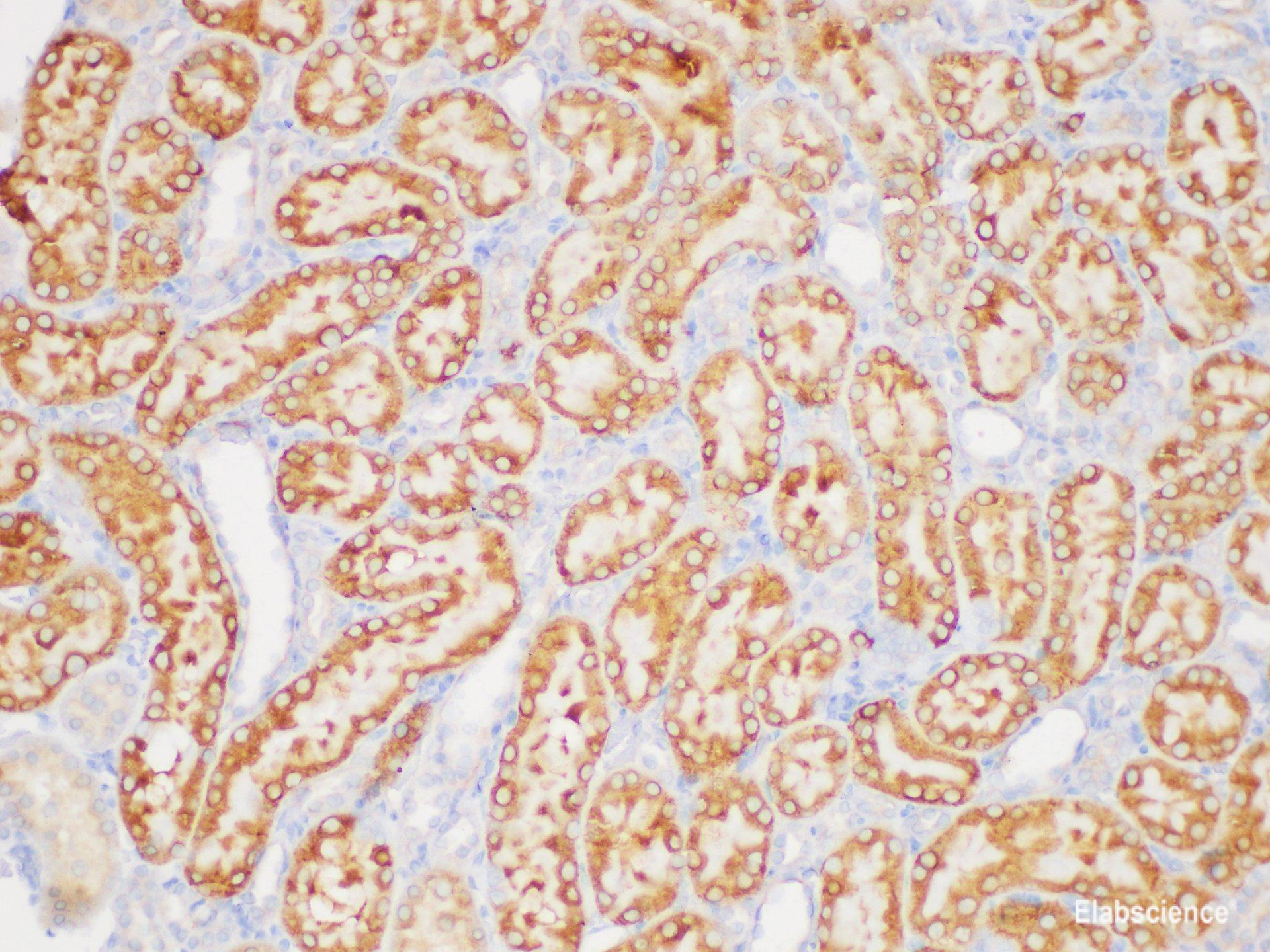 Immunohistochemistry of paraffin-embedded Rat kidney using TGFB3 Polycloanl Antibody at dilution of 1:200