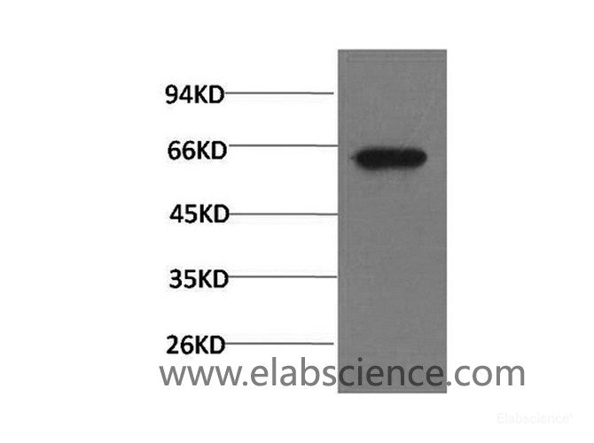 Western Blot analysis of PC3 cells using Phospho-AKT1 (Ser473) Monoclonal Antibody at dilution of 1:1000.