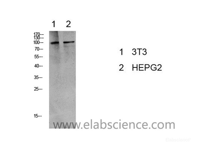 Western Blot analysis of 3T3, HepG2 cells using Phospho-eEF2 (Thr56) Polyclonal Antibody at dilution of 1:1000.