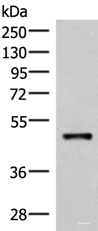 Western blot analysis of Mouse lung tissue lysate  using IRX2 Polyclonal Antibody at dilution of 1:300