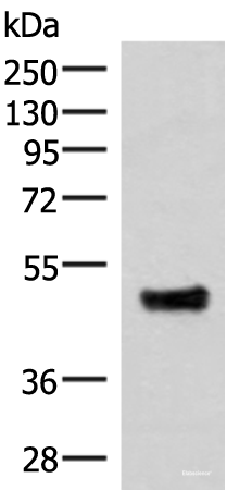 Western blot analysis of Mouse lung tissue lysate  using IRX5 Polyclonal Antibody at dilution of 1:300