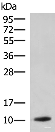 Western blot analysis of Rat pancreas tissue lysate  using PPY Polyclonal Antibody at dilution of 1:1900